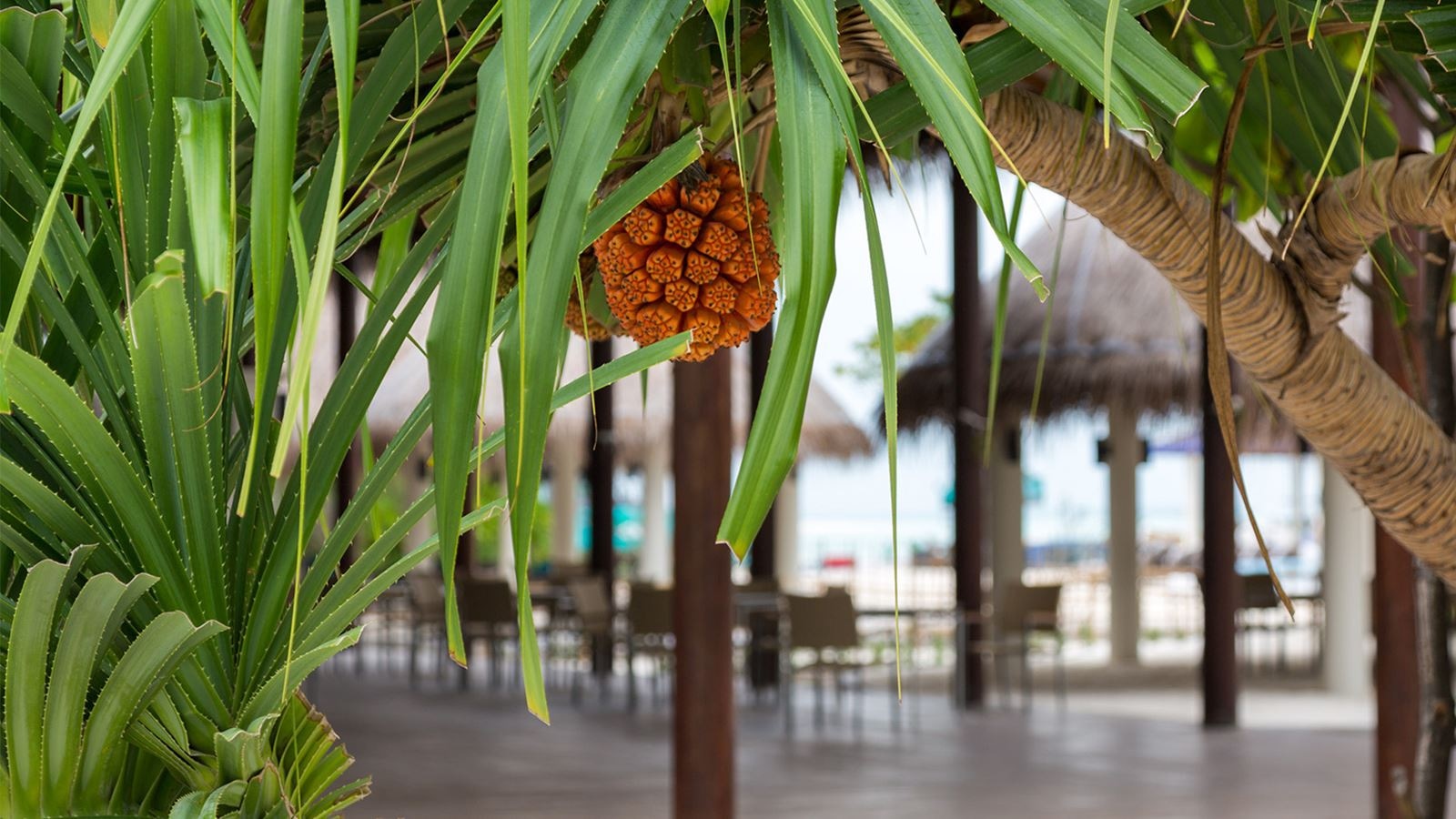 restaurants-octopus-restaurant